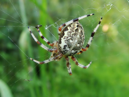 Araneus marmoreus